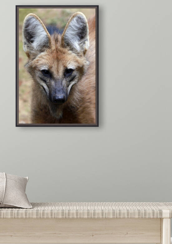 Animal mammal Wolf Guara Brazil by fabiomsalles