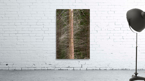 Eucalyptus 01 Wall Preview