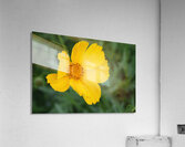 IMG 3478 Acrylic Print