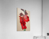 IMG 0487 Acrylic Print