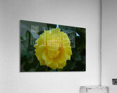 IMG 2468 Acrylic Print