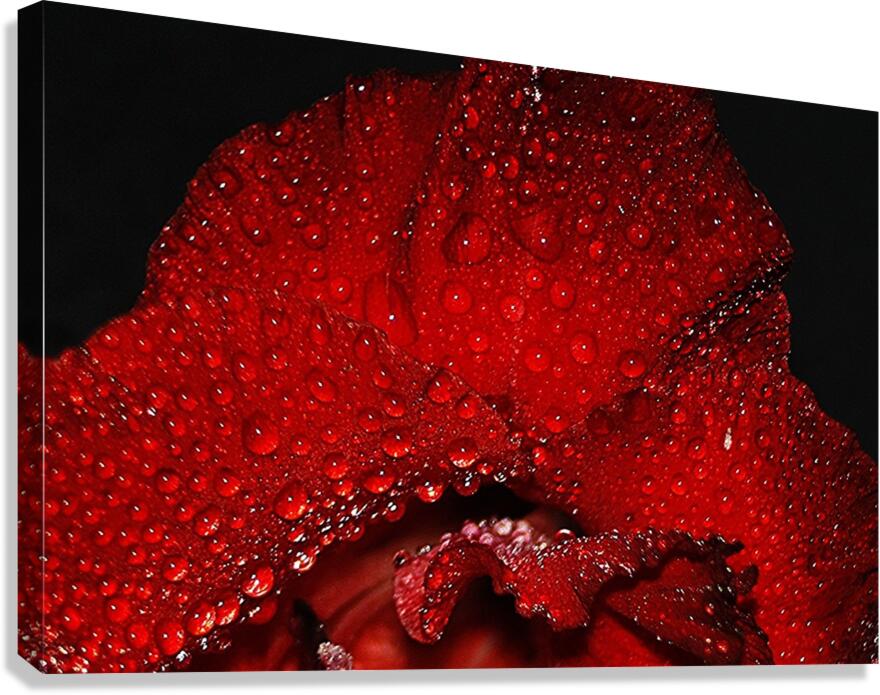  MG 4575 Canvas Print