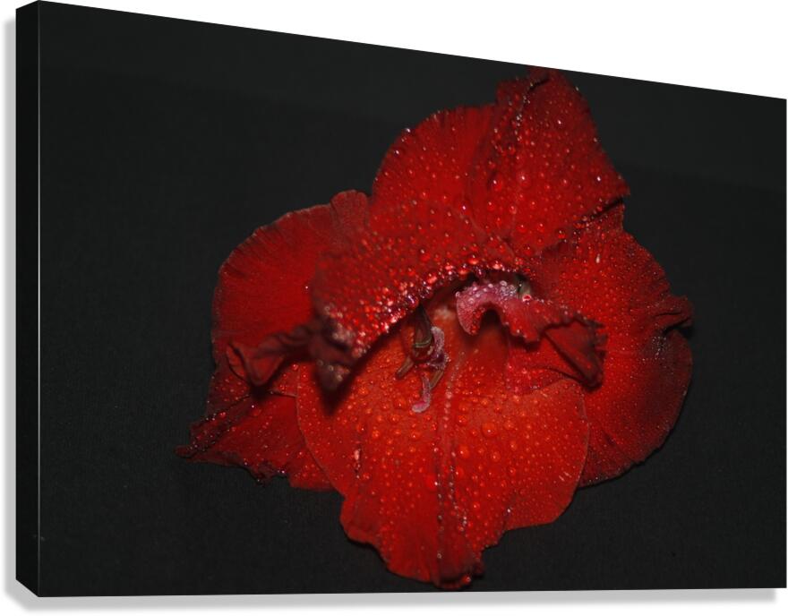  MG 4580 Canvas Print
