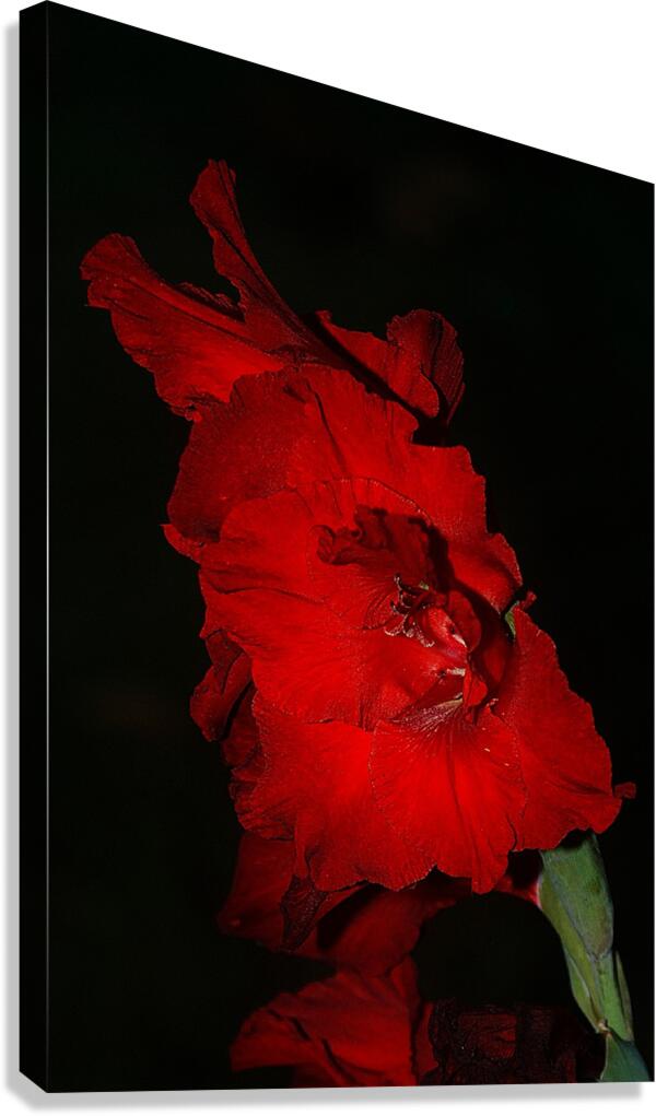  MG 4733 Canvas Print