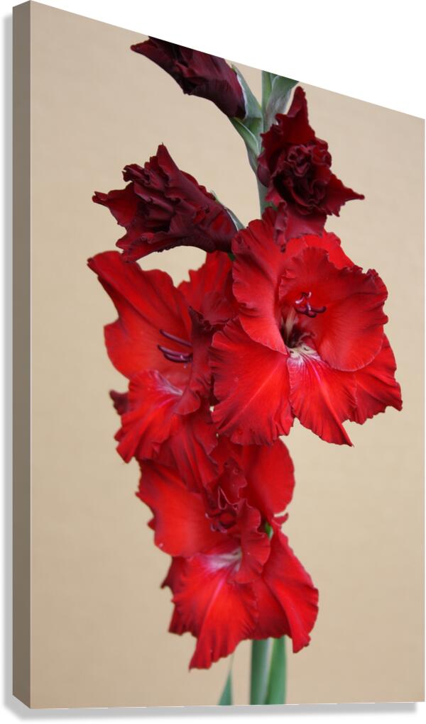 IMG 0487 Canvas Print