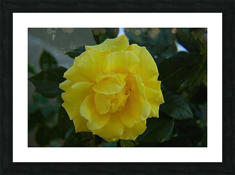 IMG 2468 Picture Frame print