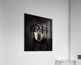 dog surprise Acrylic Print