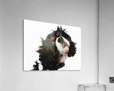 pop art dog Acrylic Print