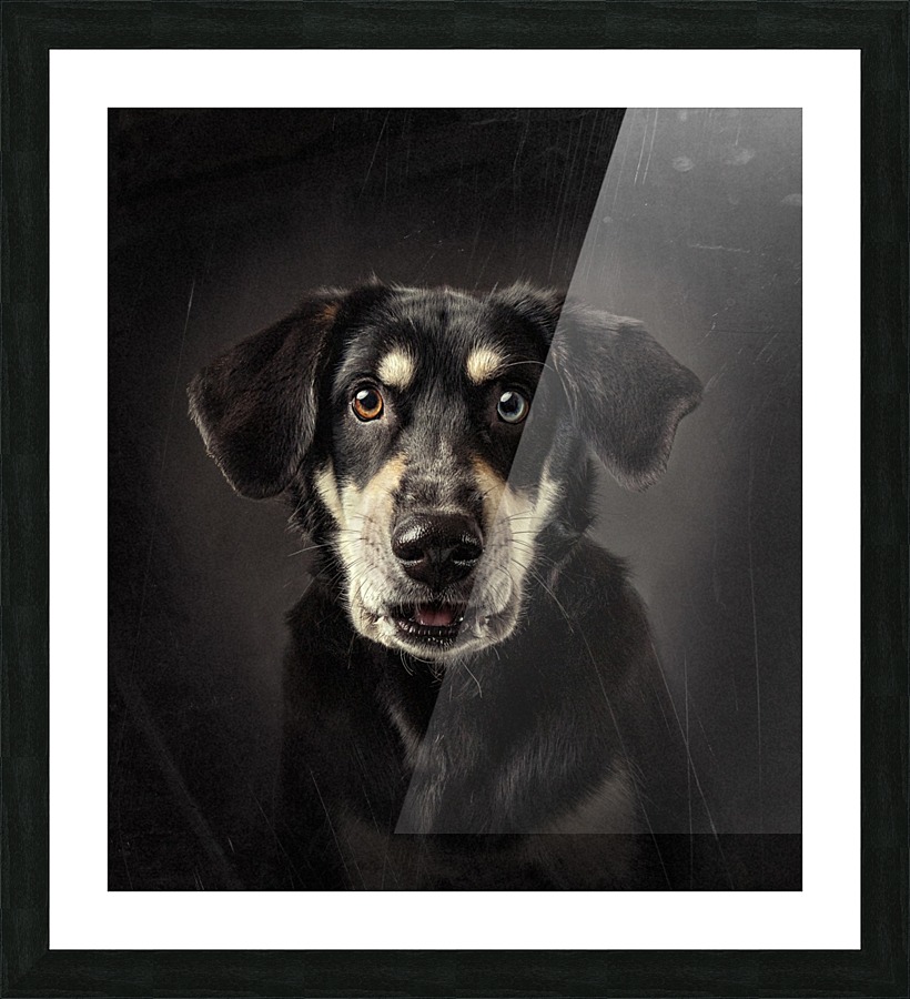 dog surprise Picture Frame print
