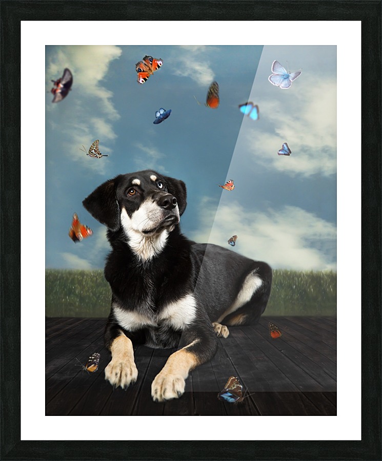kiro and the butterflies Picture Frame print