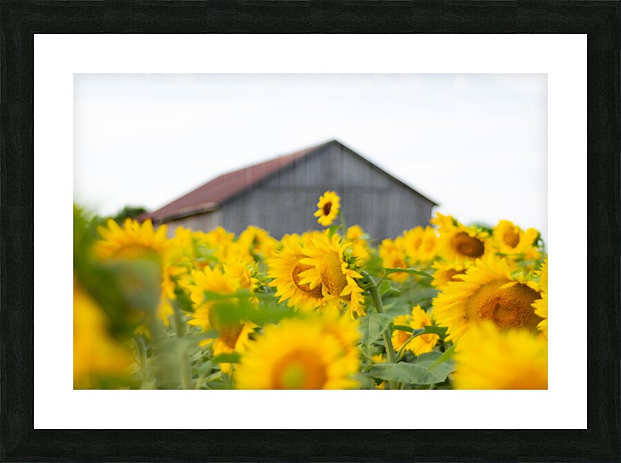 Above the Crowd Picture Frame print
