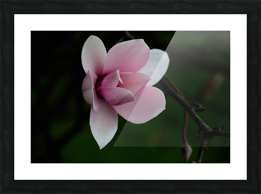 Magnolia Bloom Picture Frame print