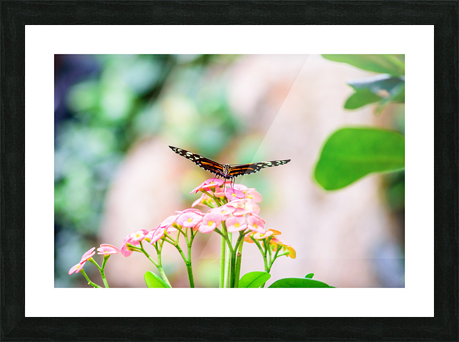 Butterfly Balance Picture Frame print