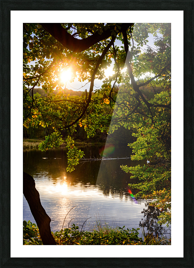 Shining Through at Harrison Park Picture Frame print