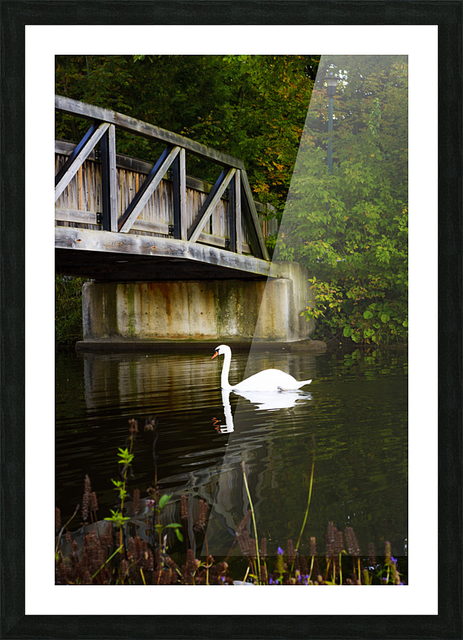 The Swan 01 Picture Frame print