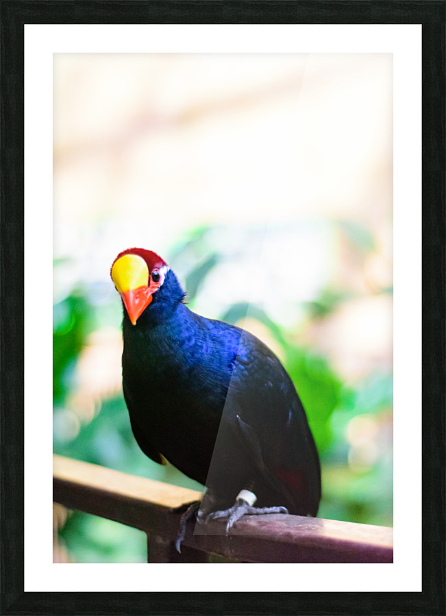 Bird Kingdom 01 Picture Frame print