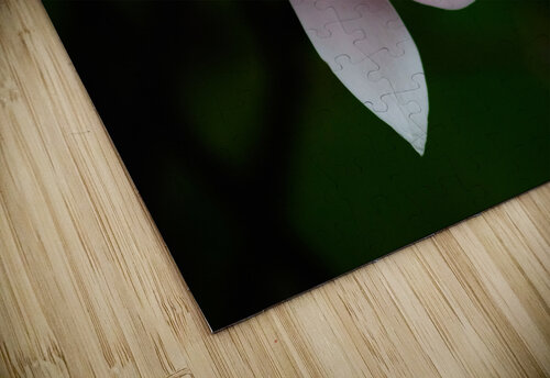 Magnolia Bloom Monica Roberts Photography puzzle