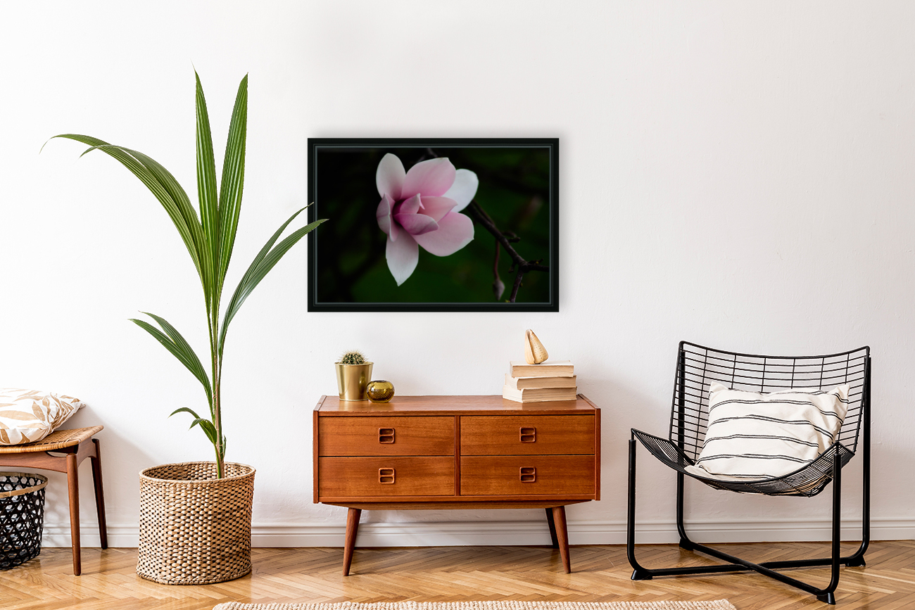 Magnolia Bloom Reproduction