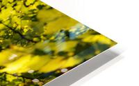 The Glimpse HD Metal print