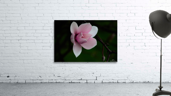 Magnolia Bloom Wall Preview