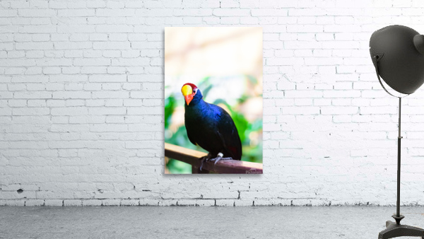 Bird Kingdom 01 Wall Preview