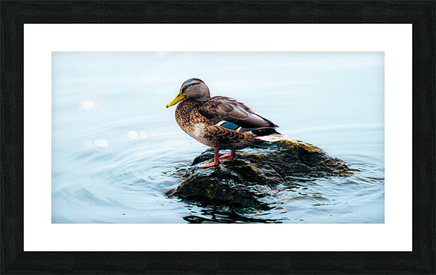 Private Island Picture Frame Printing