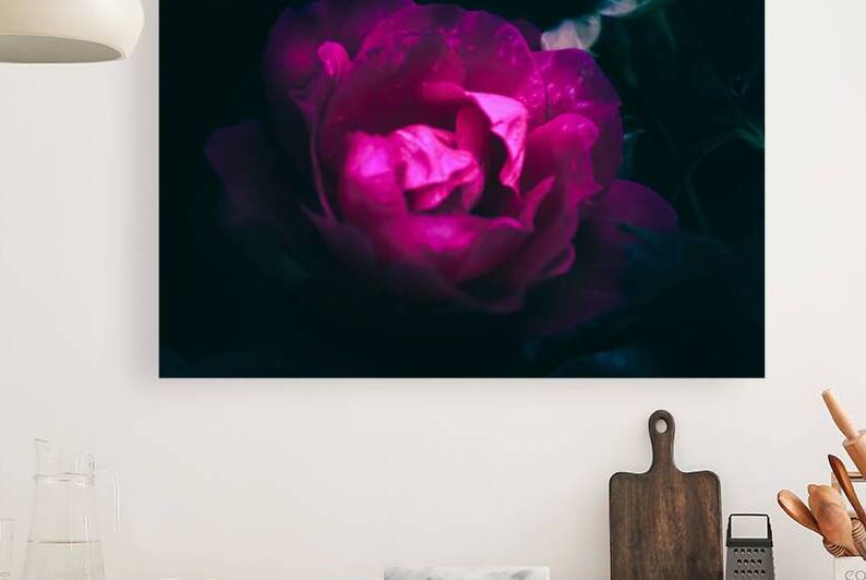 Rose by Lucas Bryan