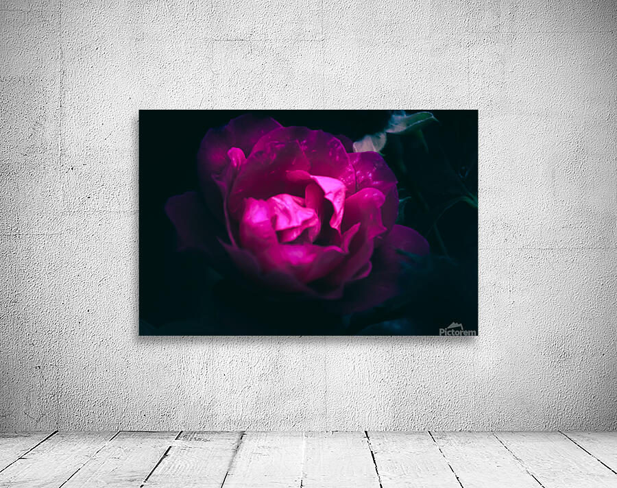 Rose Wall Preview