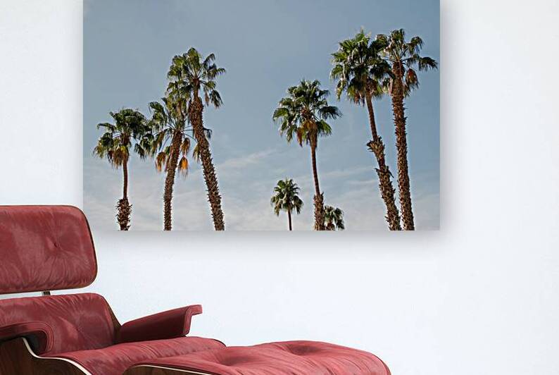 Palm Springs Palms by Tegan Dow