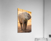 1184 - Young elephant Acrylic Print
