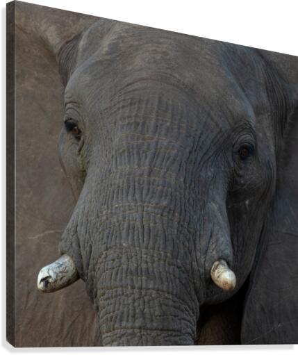 1195 - Elephant Portrait  Canvas Print