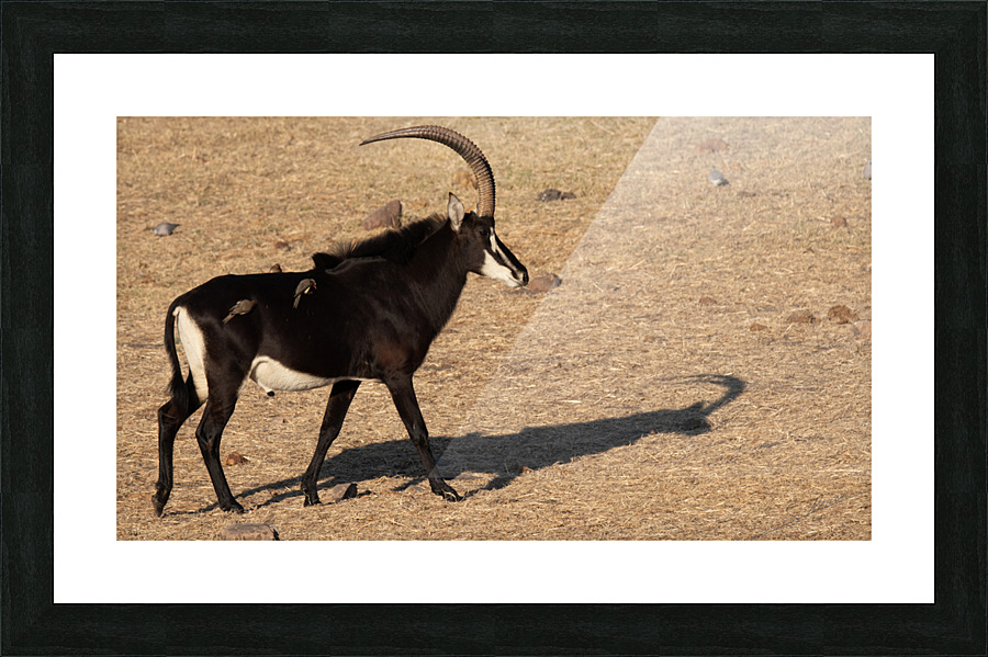 1110 - Sable antelope Picture Frame print
