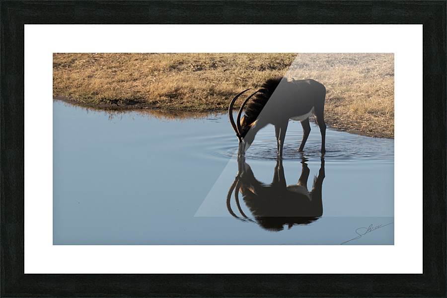 1105 - Sable antelope  Picture Frame print