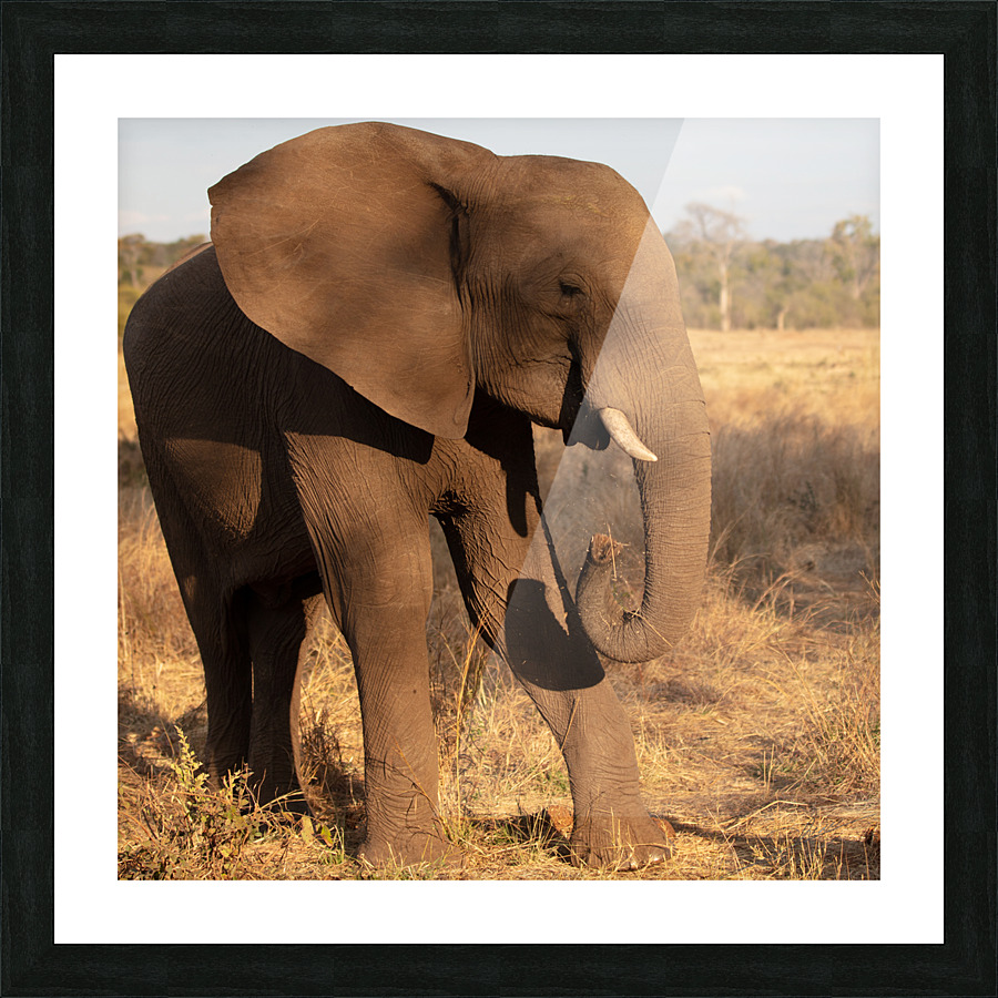 1119 - Elephant Picture Frame print