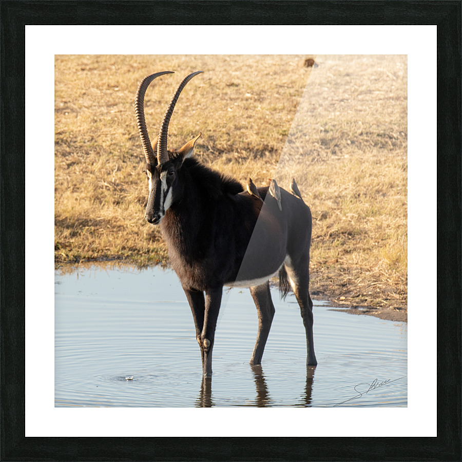1106 - Sable antelope Picture Frame print