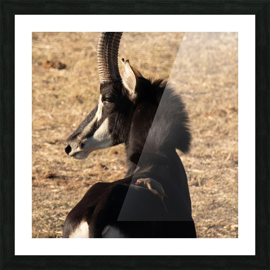 1109 - Sable antelope Picture Frame print