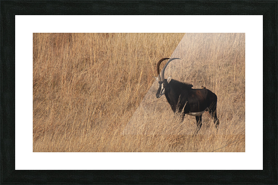 1104 - Sable antelope Picture Frame print