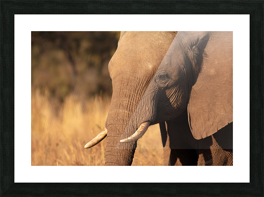 1122 - Single Elephant Picture Frame print