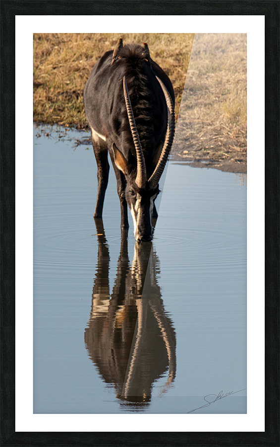 1108 - Sable antelope Picture Frame print