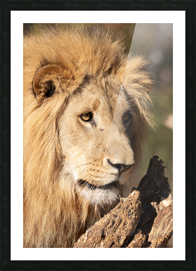 1102 - Lion portrait Picture Frame print