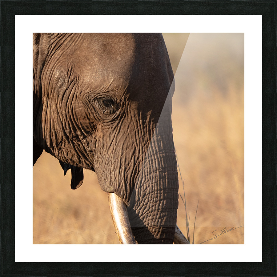 1118 - Elephants  Picture Frame print