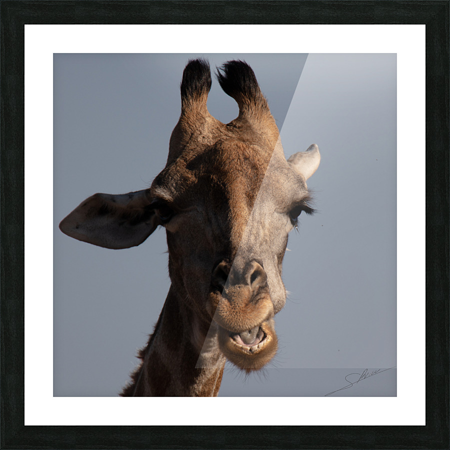 1097 - Giraffe Picture Frame print