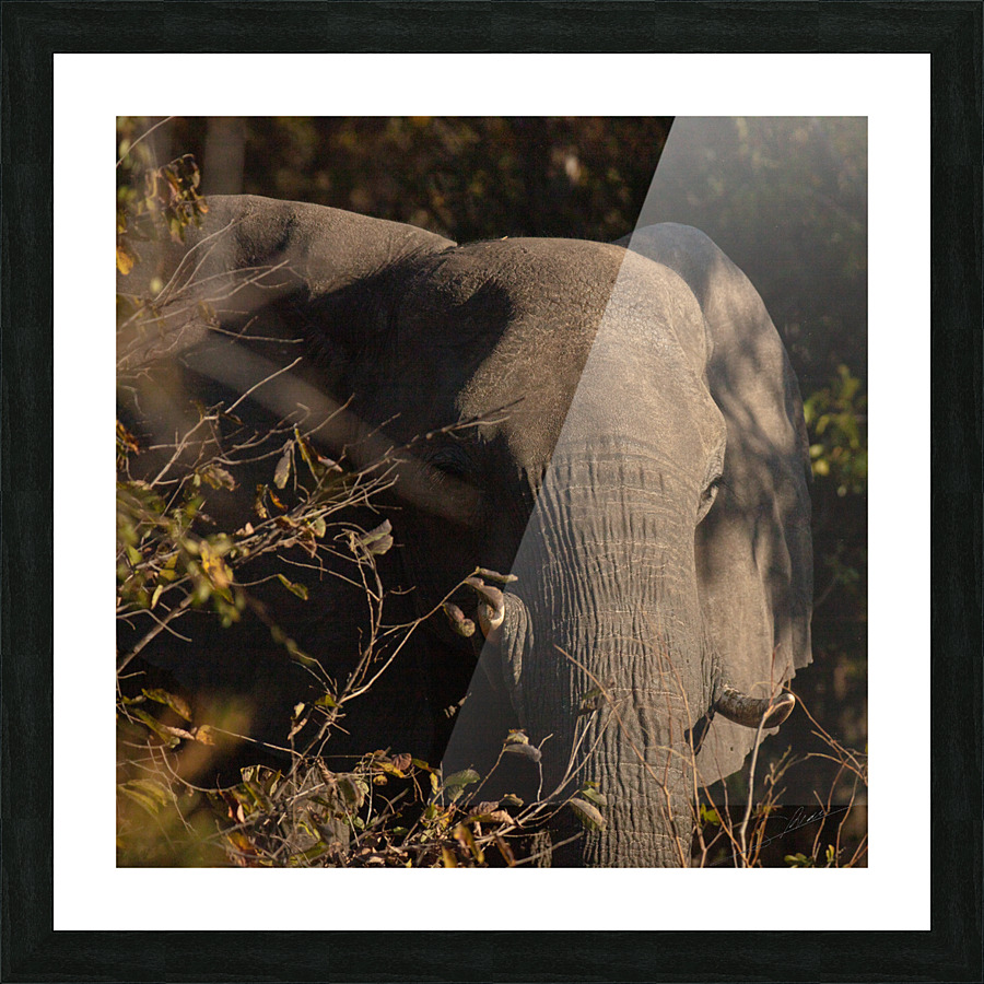 1192 - Elephant Picture Frame print