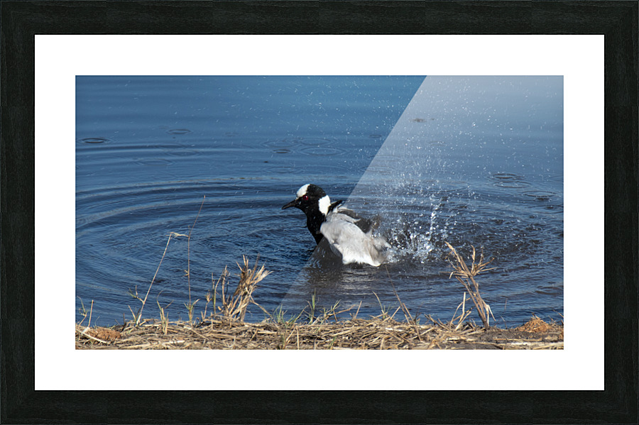 1170 - Bath time Picture Frame print