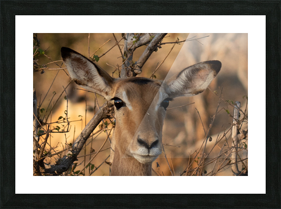 1177 - Impala  Picture Frame print