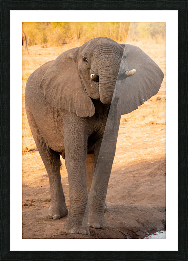 1184 - Young elephant Picture Frame print