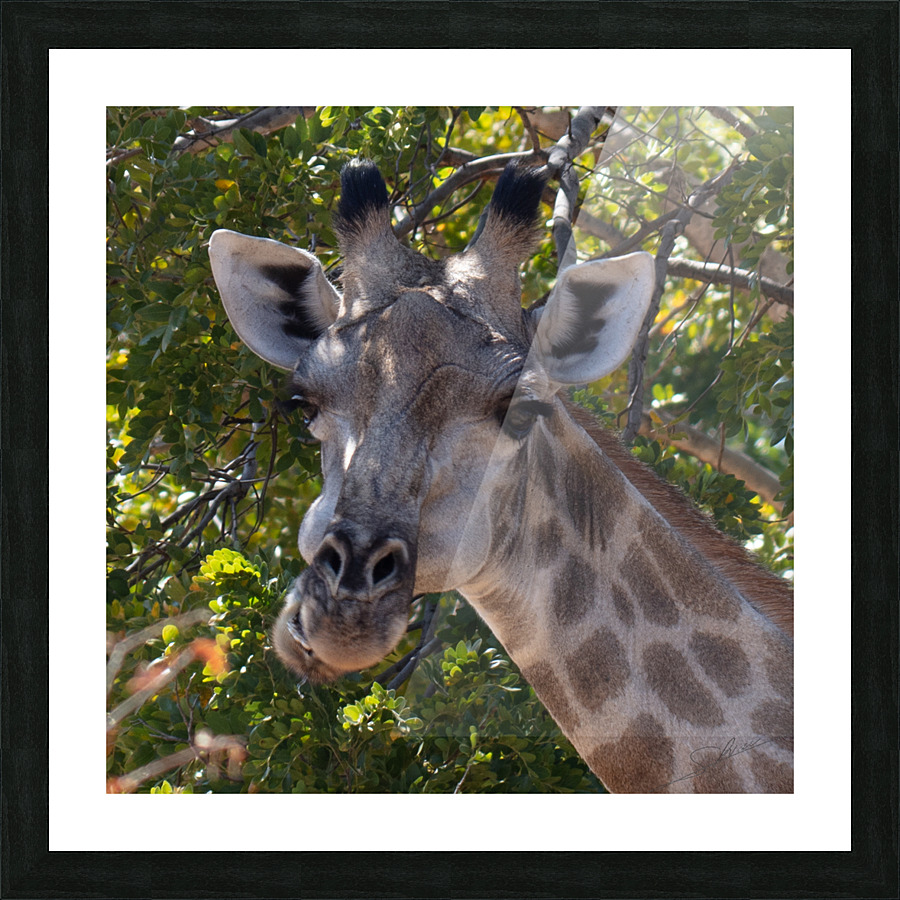 1152 - Giraffe portrait  Picture Frame print