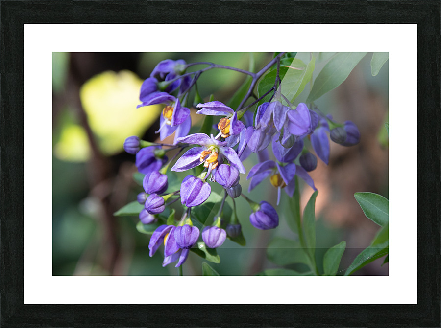 1178 - Flower  Picture Frame print