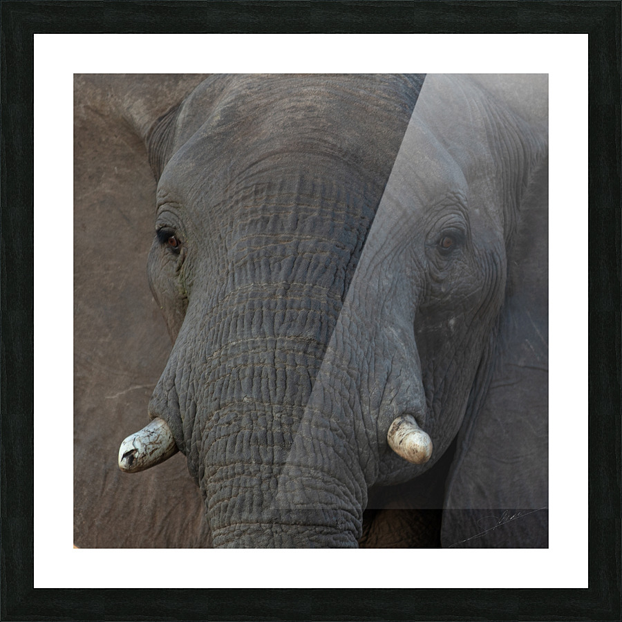 1195 - Elephant Portrait  Picture Frame print
