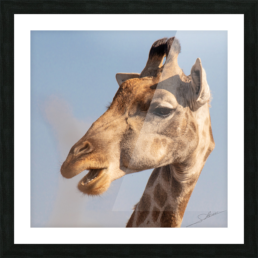 1161 - Giraffe  Picture Frame print